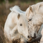 Pferde Liebe